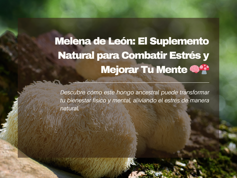 ¿Para qué sirve la melena de león? El Suplemento Natural para Combatir Estrés y Mejorar Tu Mente 🧠🍄