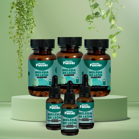 Pack Melena de León 3 Meses - Mundo Fungi 🍄