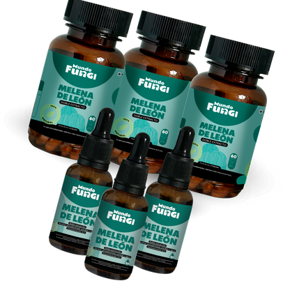 Pack Melena de León 3 Meses - Mundo Fungi 🍄